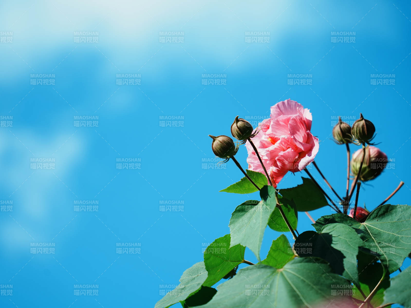 蓝天下的粉色花朵图片