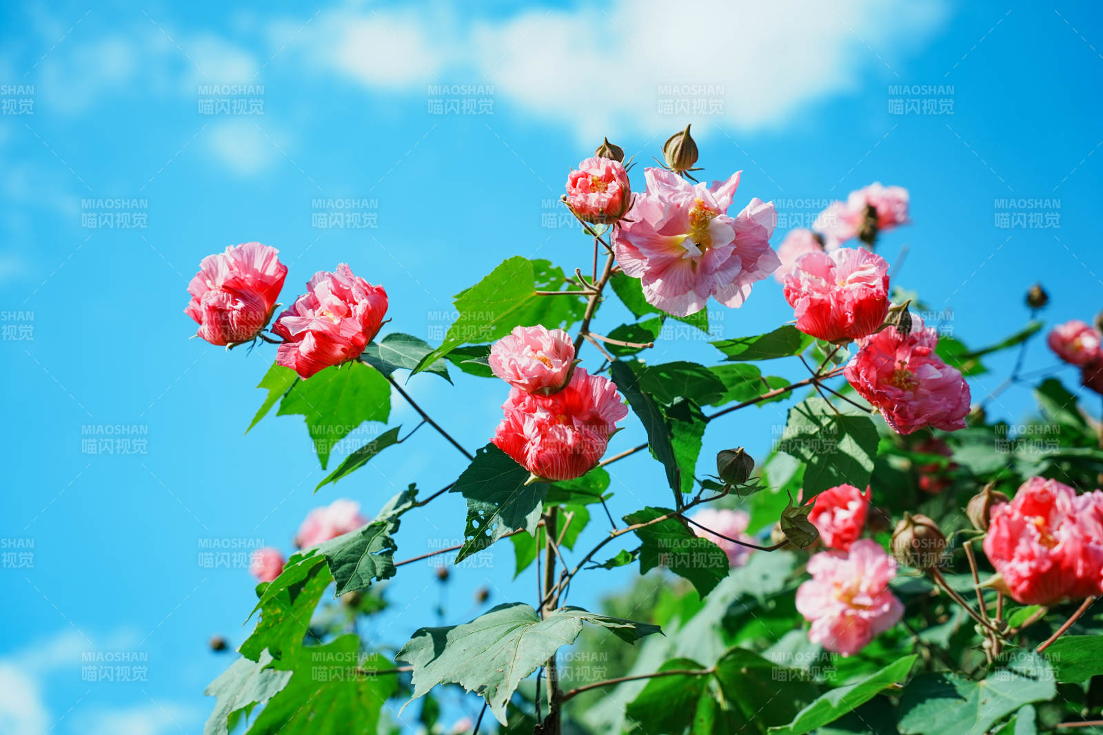 蓝天下的粉色花朵图片