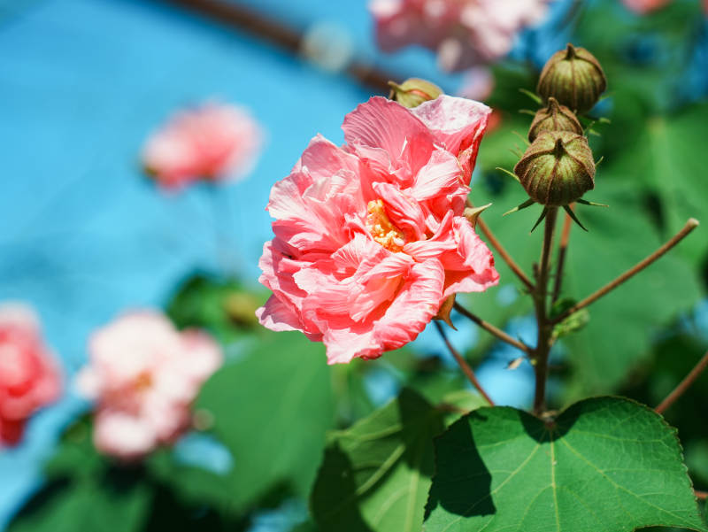 粉色芙蓉花绽放枝头图片