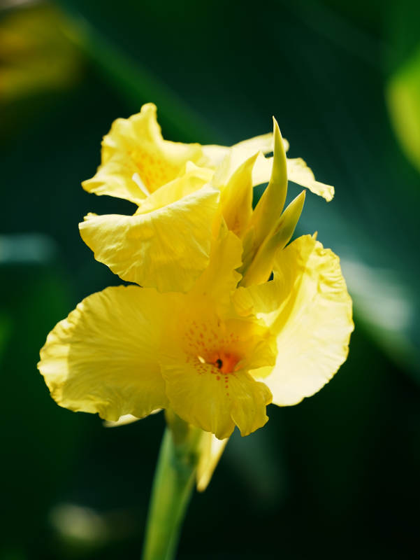 金黄美人蕉花绽放图片