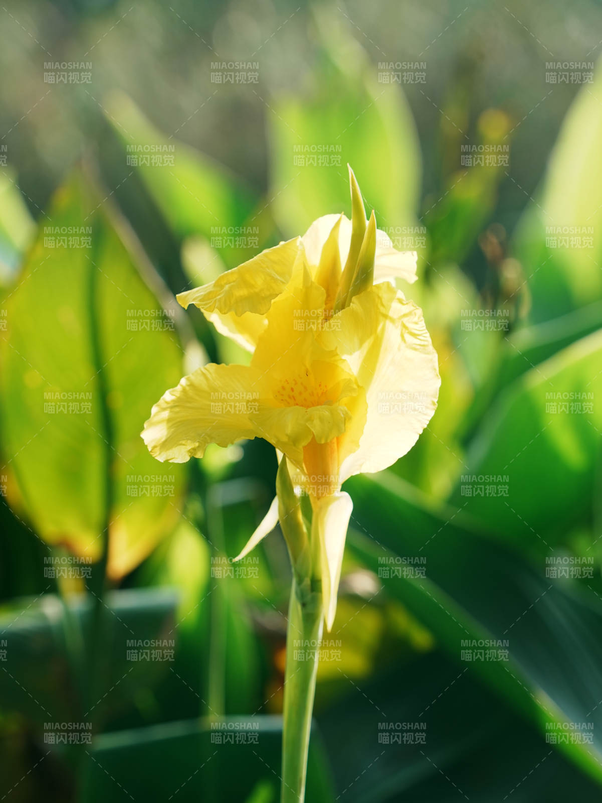 阳光下的黄色美人蕉花图片