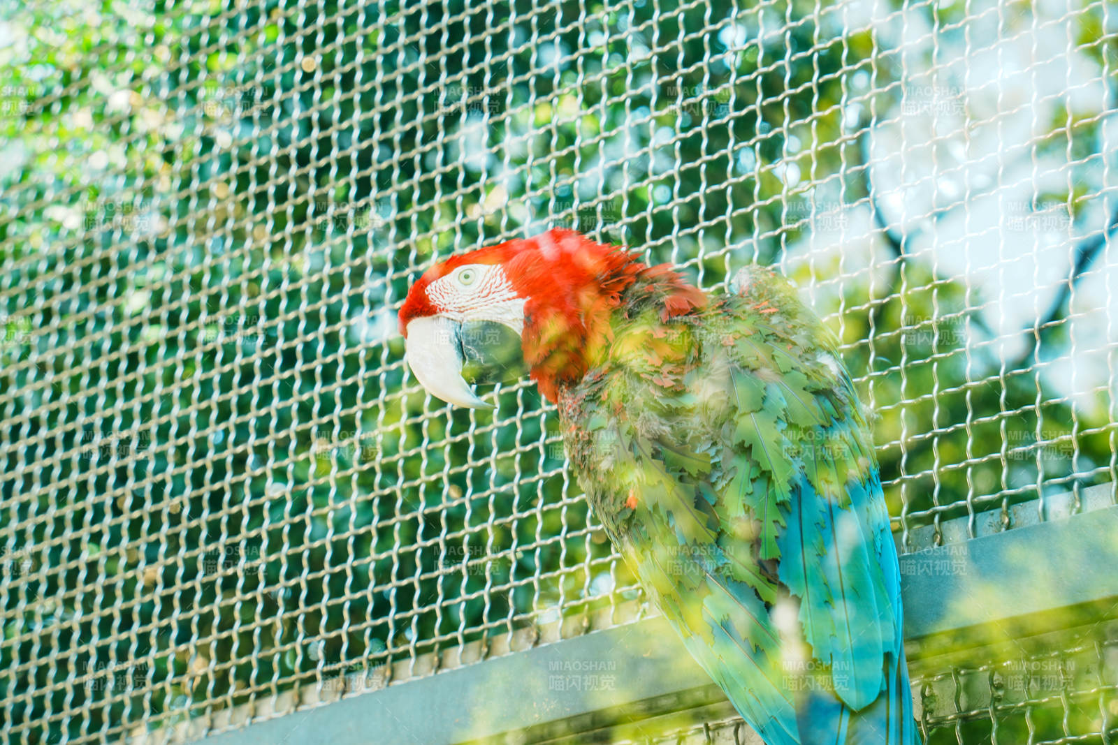 笼中的彩色鹦鹉图片
