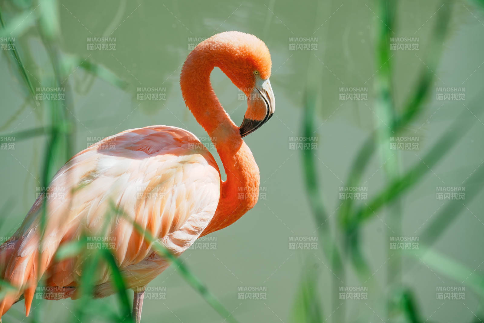 粉红火烈鸟在绿草中图片