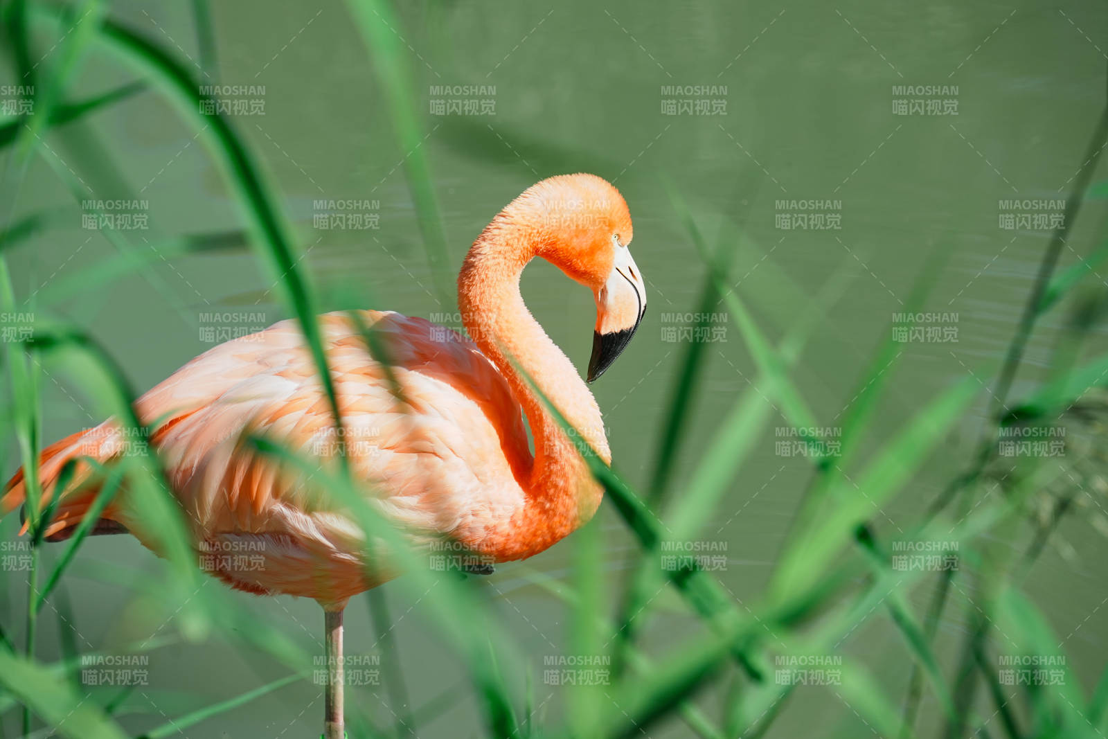 粉红火烈鸟在绿草中图片