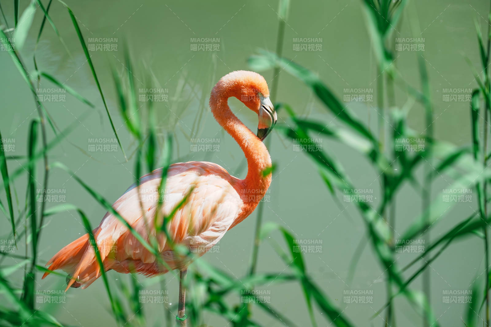 粉红火烈鸟在绿草中图片
