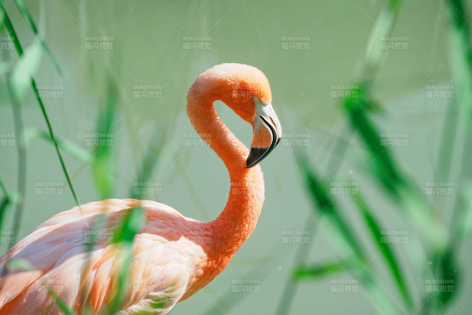 粉红火烈鸟在绿草中图片