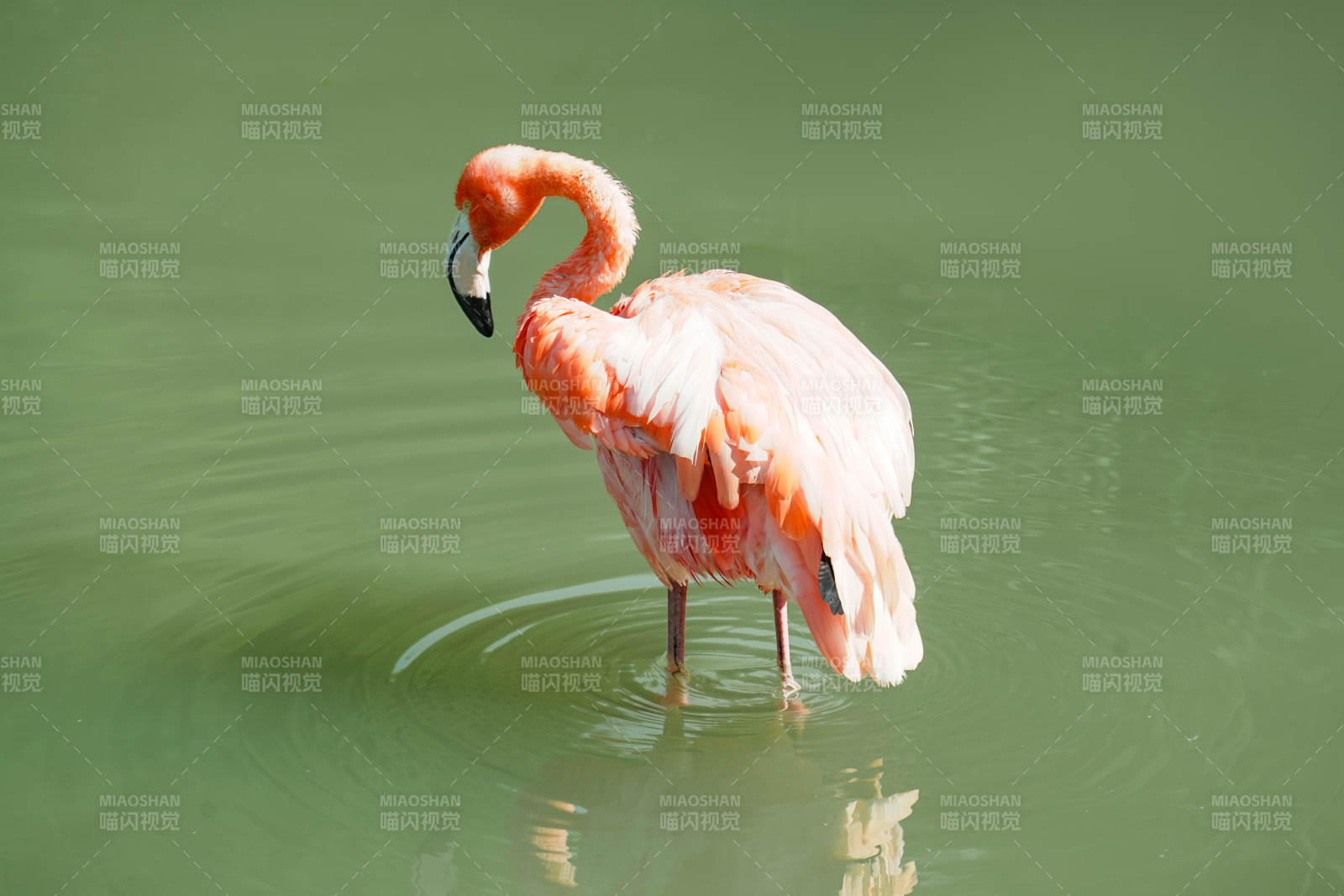 粉红火烈鸟水中漫步图片
