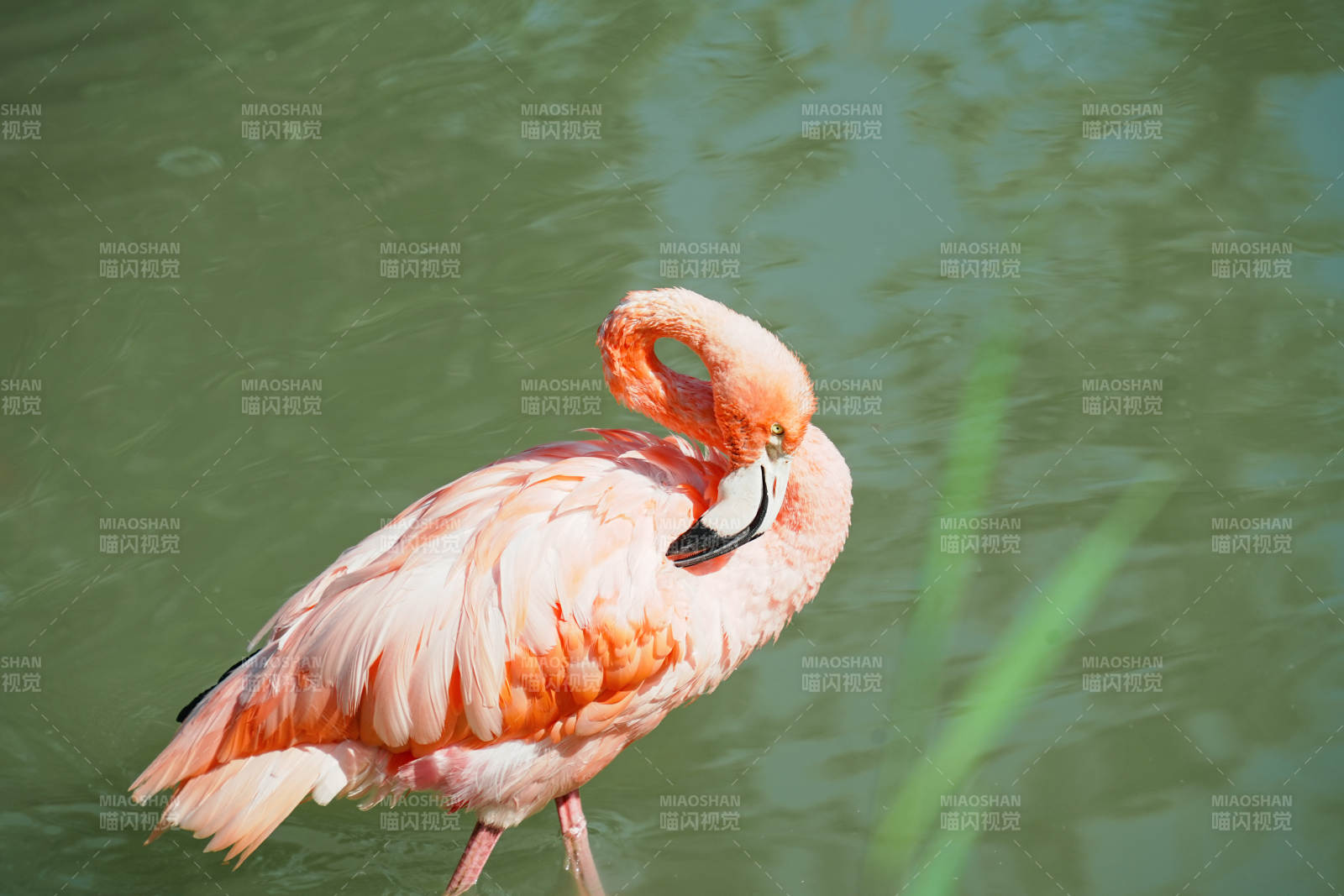 粉红火烈鸟静立水中图片