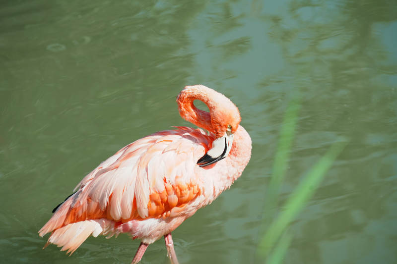 粉红火烈鸟静立水中图片