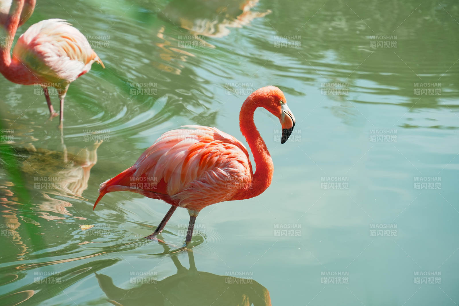 粉红火烈鸟水中漫步图片