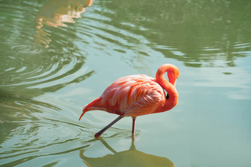 粉红火烈鸟水中觅食图片