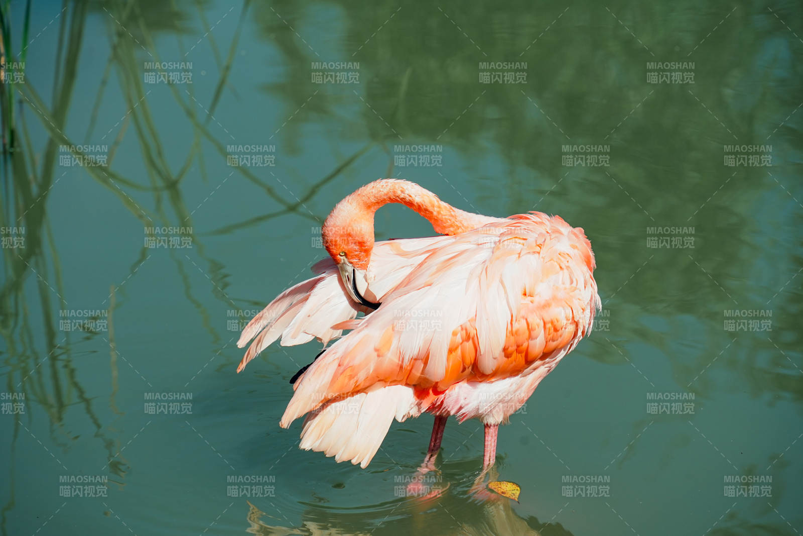 粉红火烈鸟水中梳羽图片
