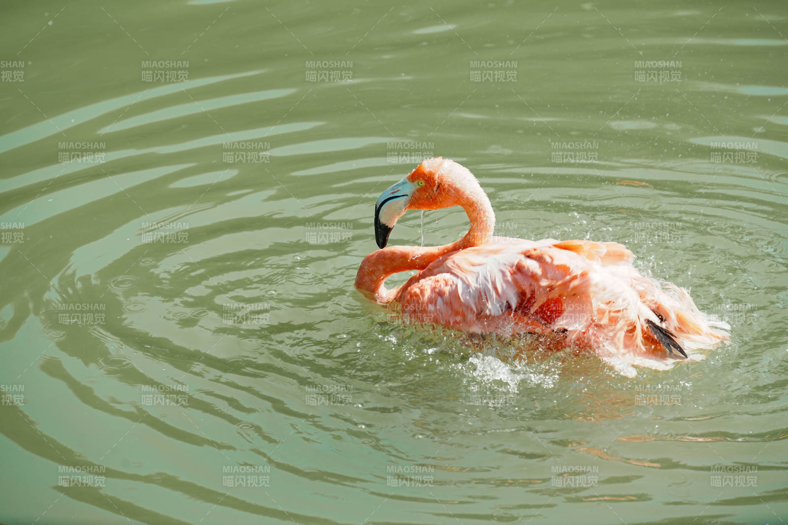 粉红火烈鸟水中梳理羽毛图片
