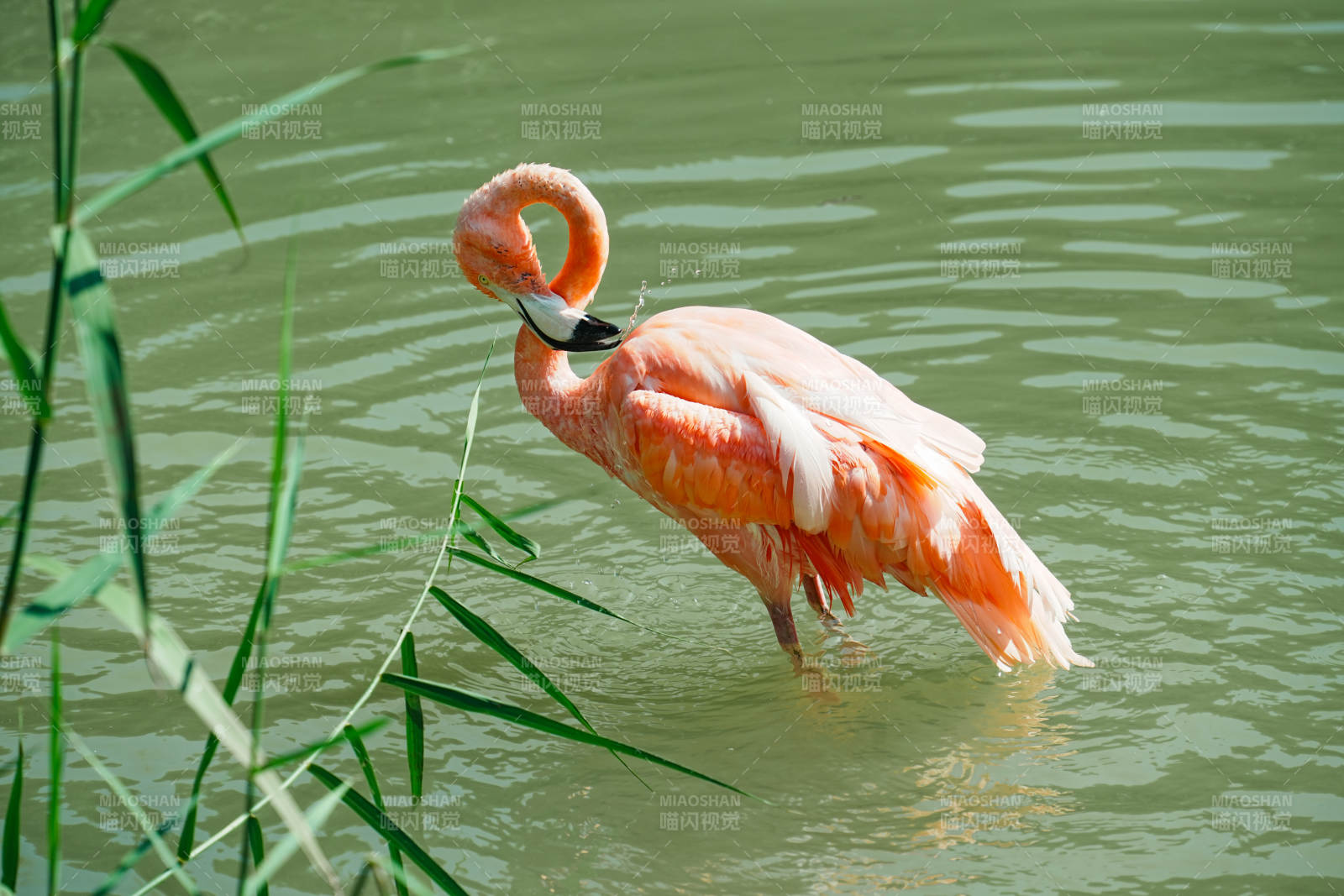 粉红火烈鸟水中梳羽图片