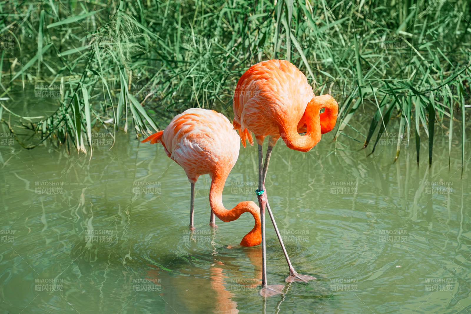 粉红火烈鸟水中觅食图片
