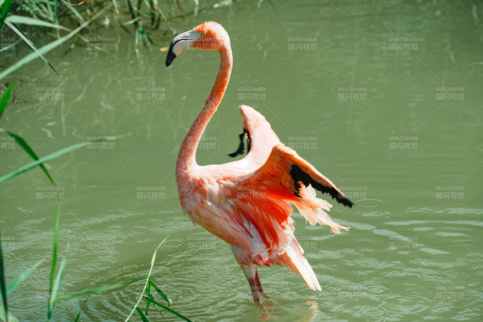 粉红火烈鸟水中梳理羽毛图片