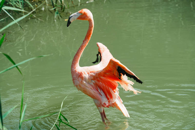 粉红火烈鸟水中梳理羽毛图片