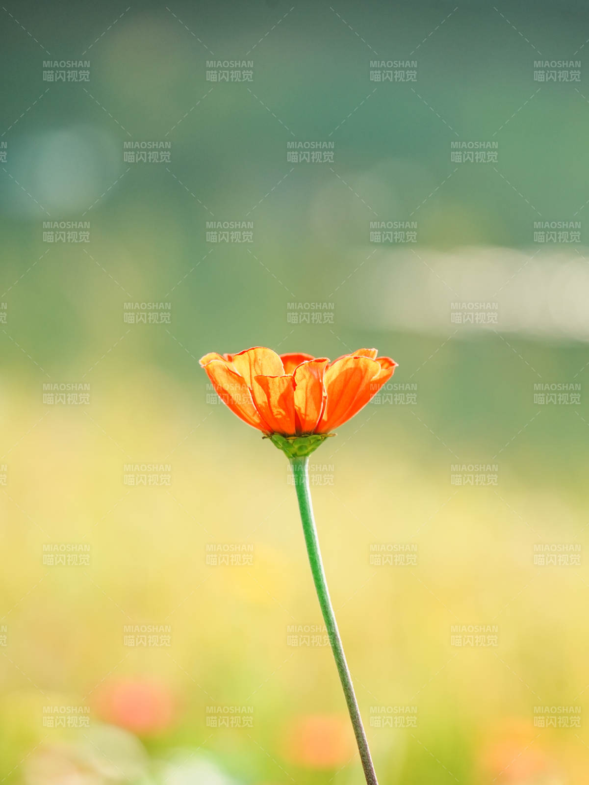 橙色花朵在绿野中绽放图片