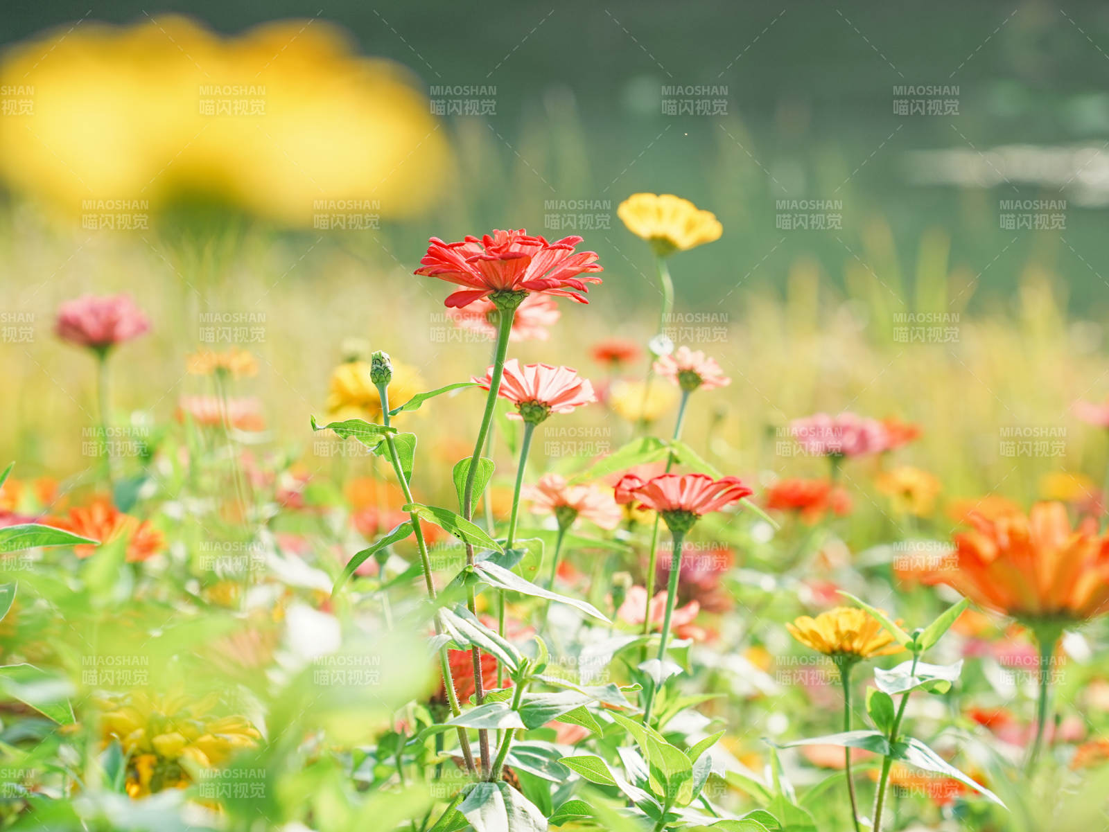 花田绽放 色彩斑斓图片