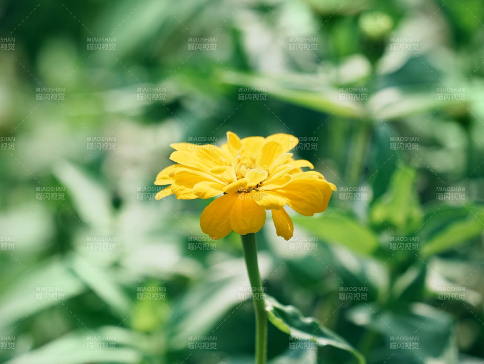 夏日黄花 绿叶相伴图片