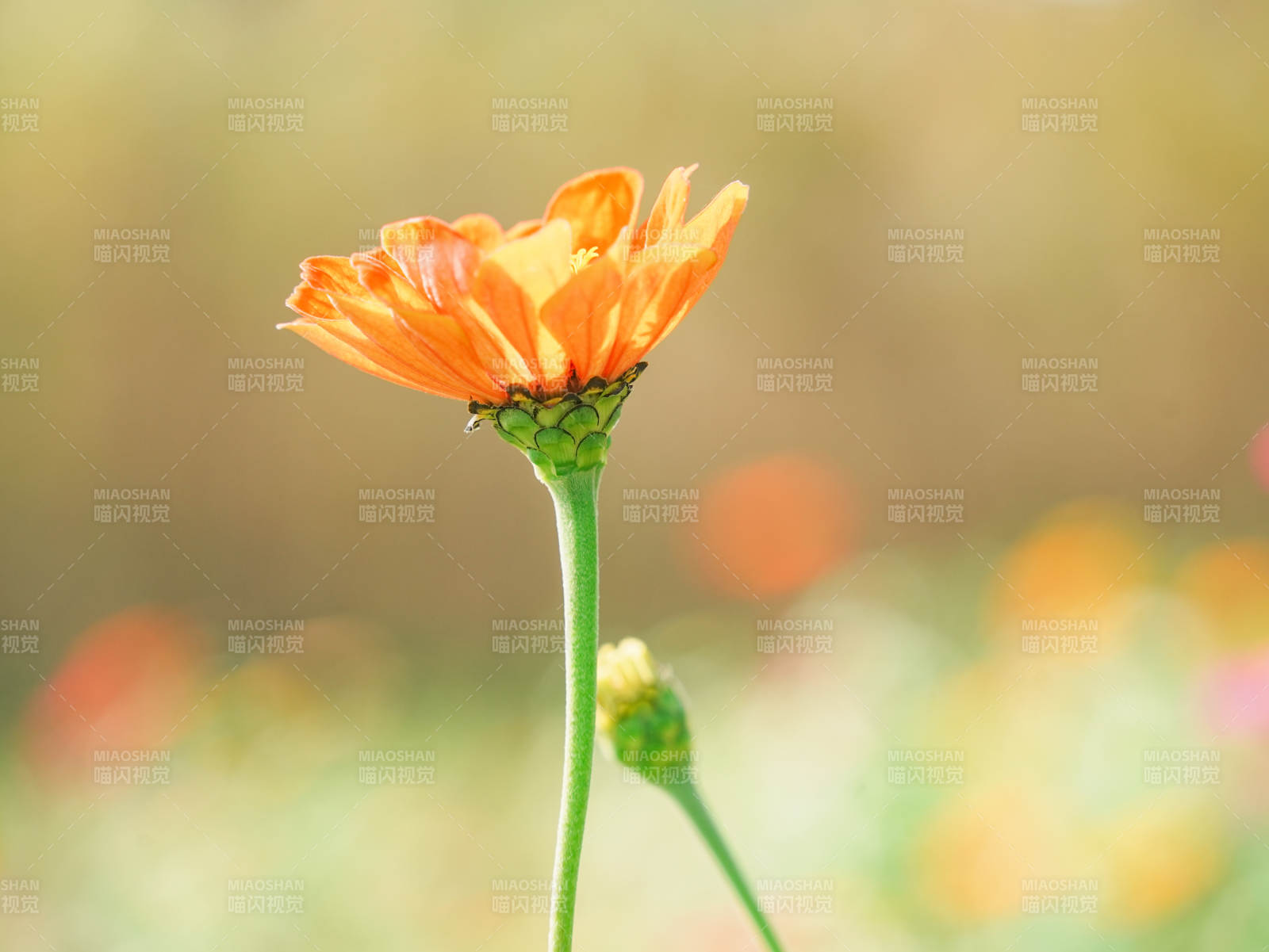 橙色小花在阳光下绽放图片