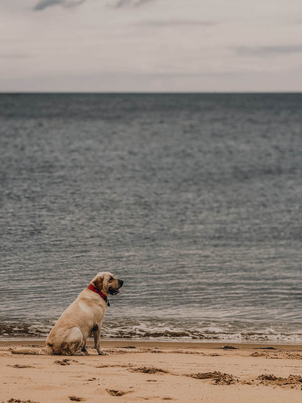 海边独坐的狗狗图片