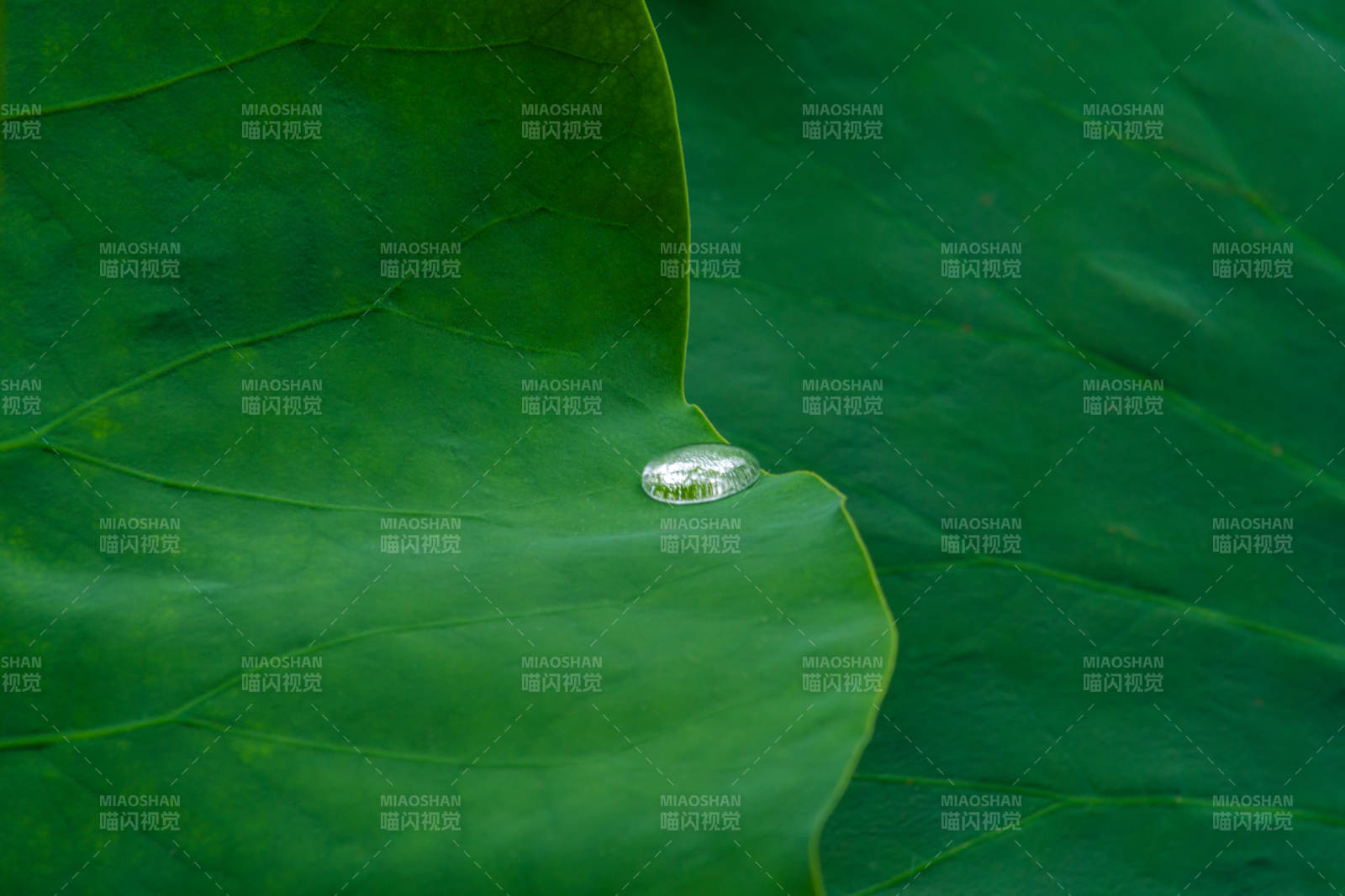 荷叶上的水珠图片