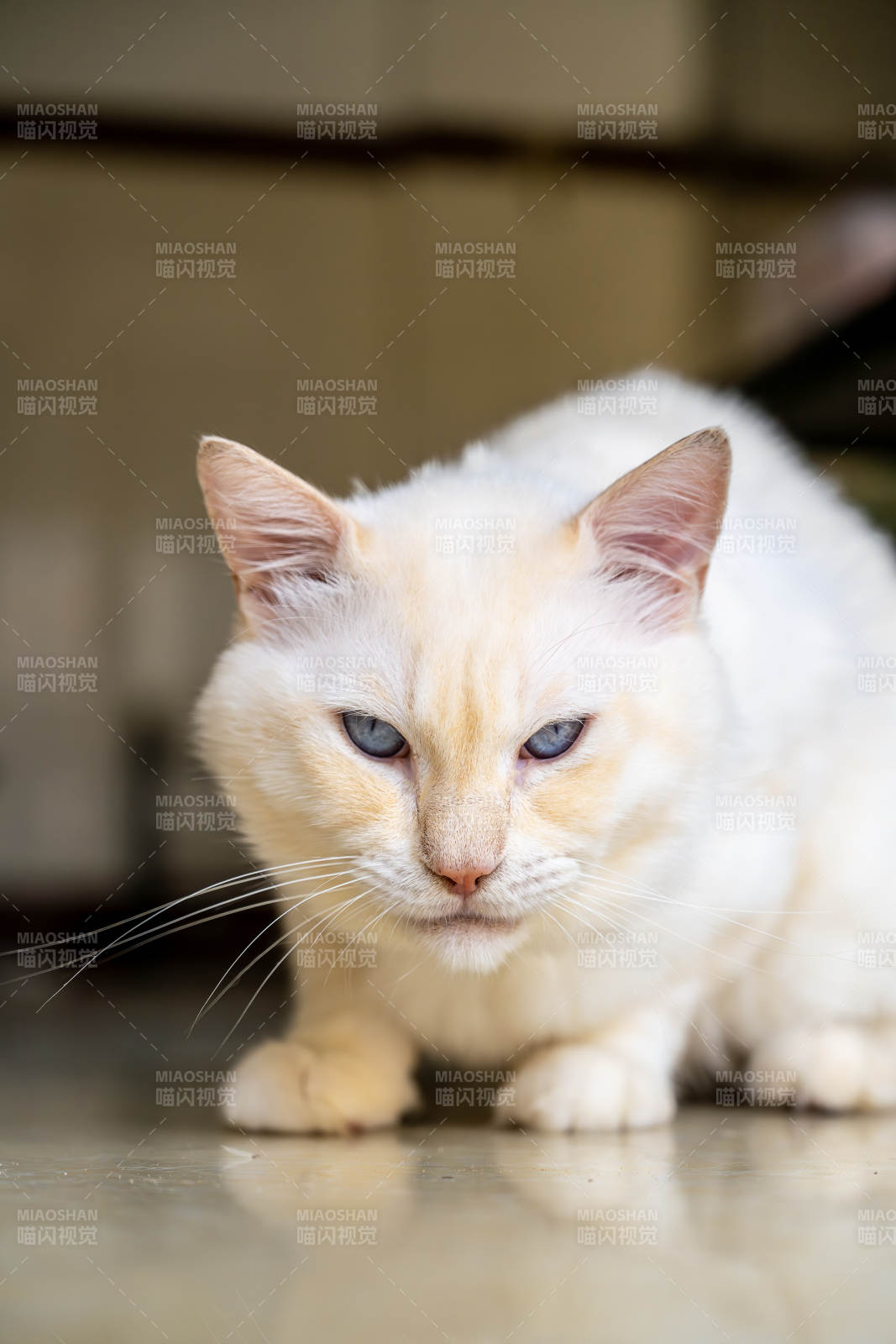 慵懒的白色猫咪图片