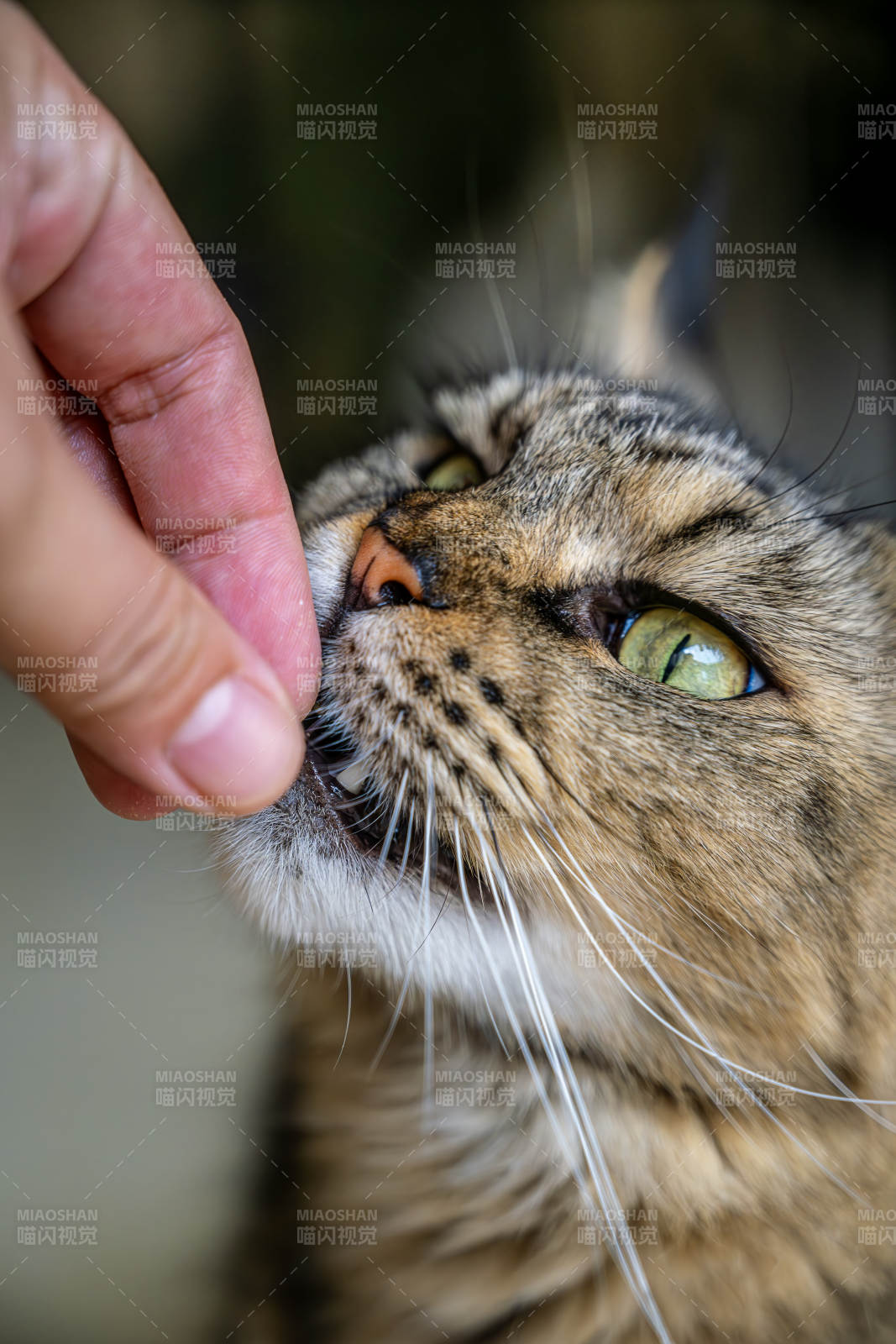 猫咪享受手指抚摸瞬间图片