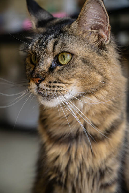 虎斑猫的凝视瞬间图片