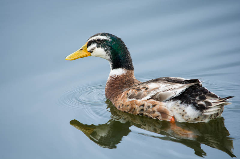 湖面上的鸭子图片