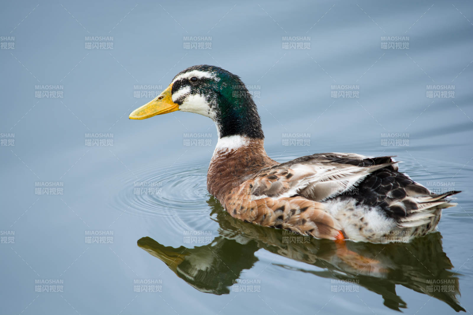 湖面上的鸭子图片