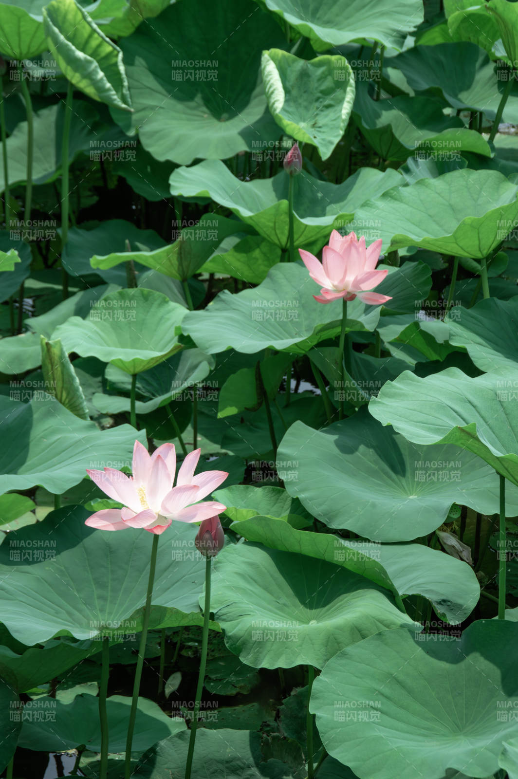 荷塘清影 粉莲绽放图片