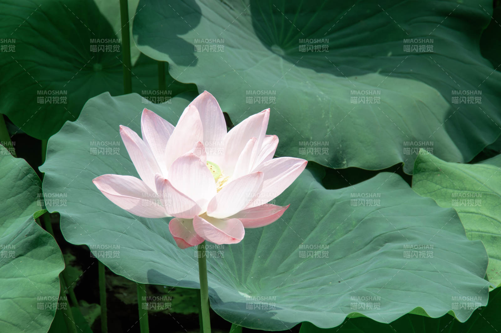 池塘中的粉色莲花图片