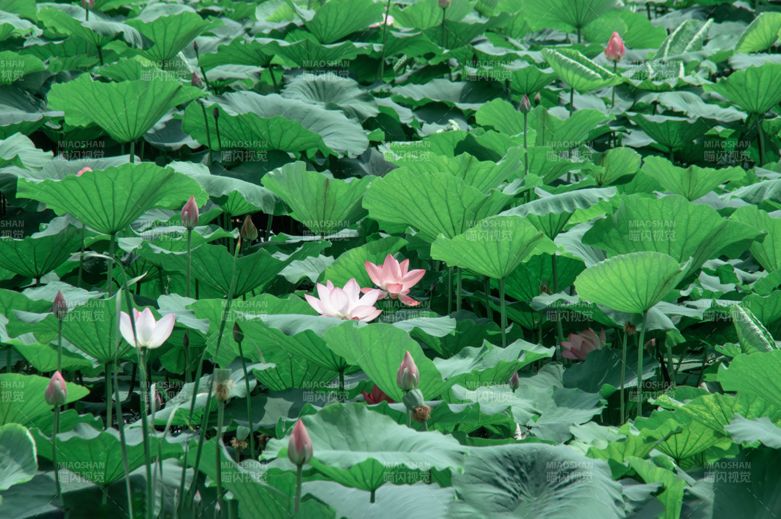 荷塘绿叶映粉莲图片