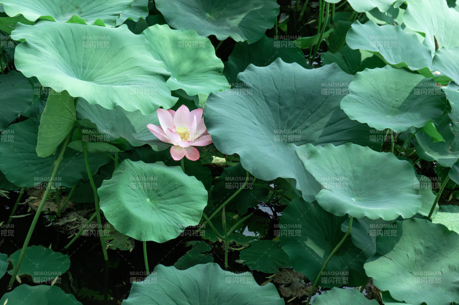 荷叶丛中一朵花图片