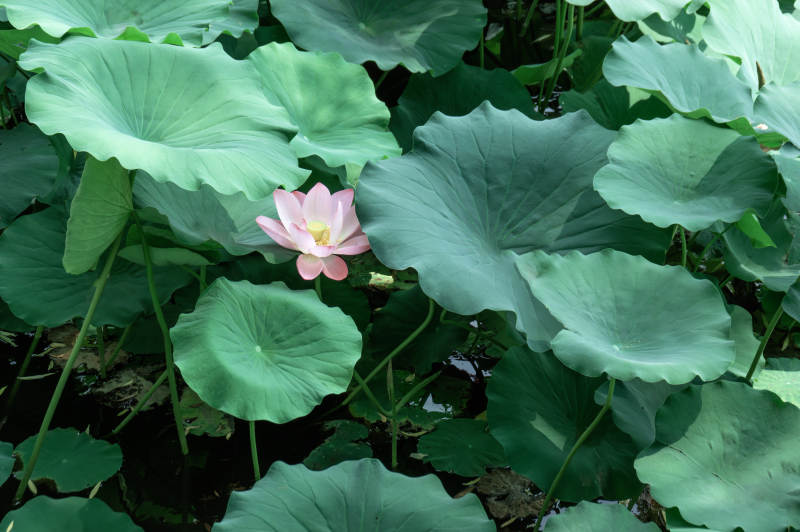 荷叶丛中一朵花图片