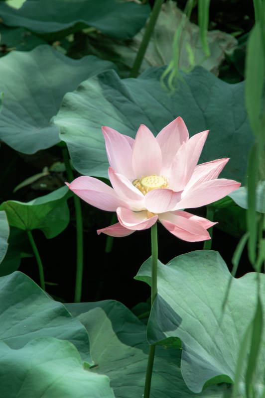 粉莲静绽绿叶间图片