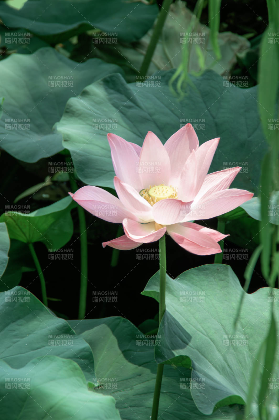 粉莲静绽绿叶间图片