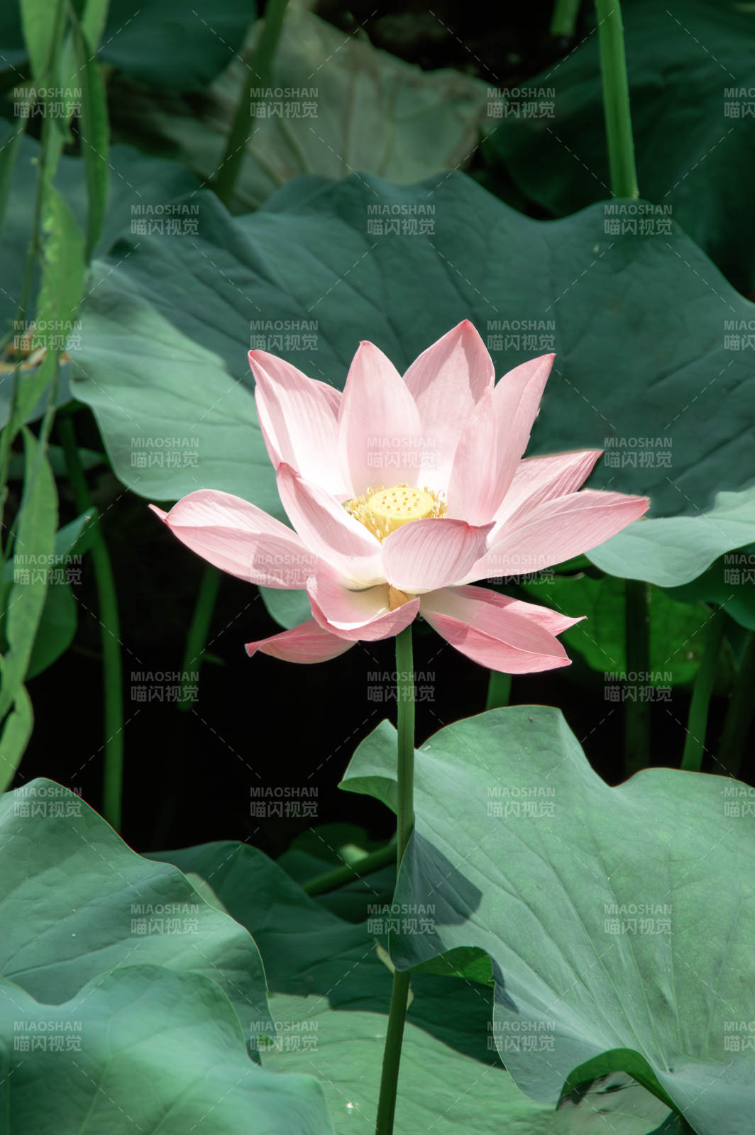 粉莲绽放 绿叶相衬图片