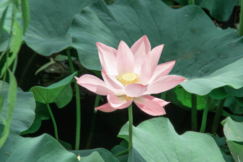 池塘中的粉色莲花图片