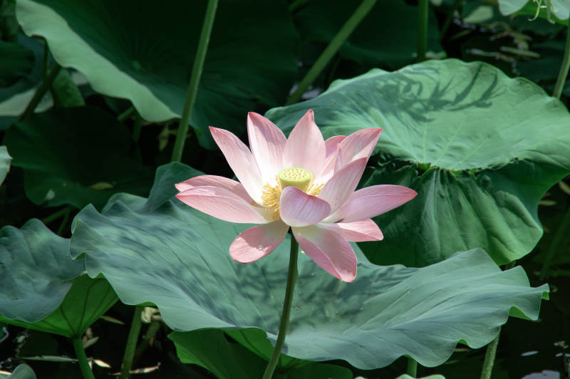 荷花盛开 绿叶相伴图片