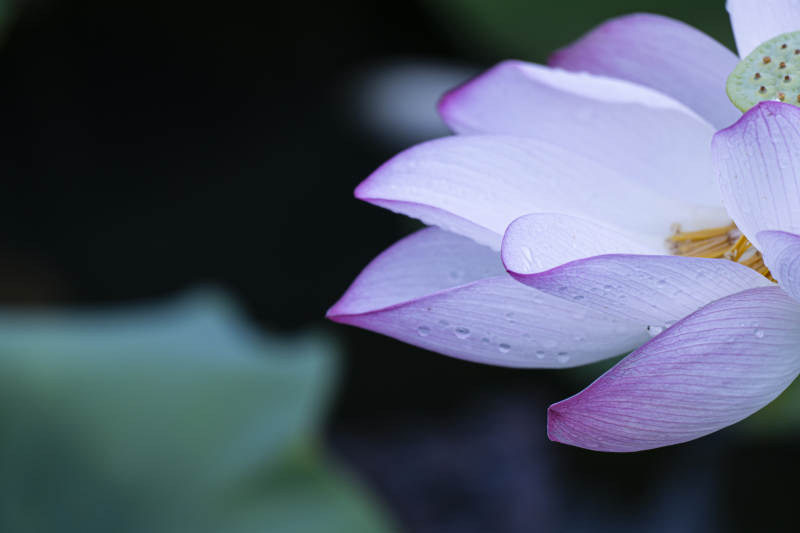雨后荷花 清新淡雅图片