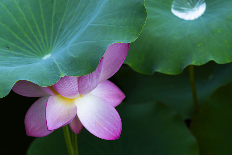 莲花绽放 绿叶相伴图片