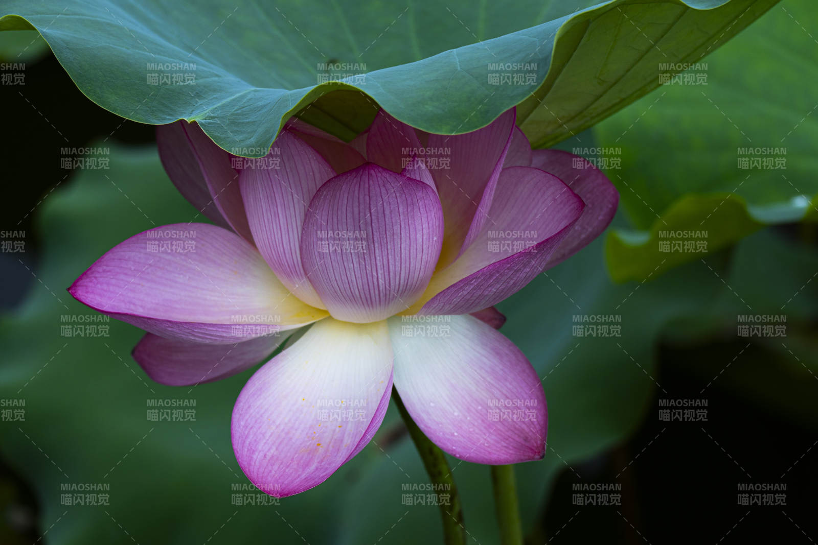 莲花绽放 清新雅致图片