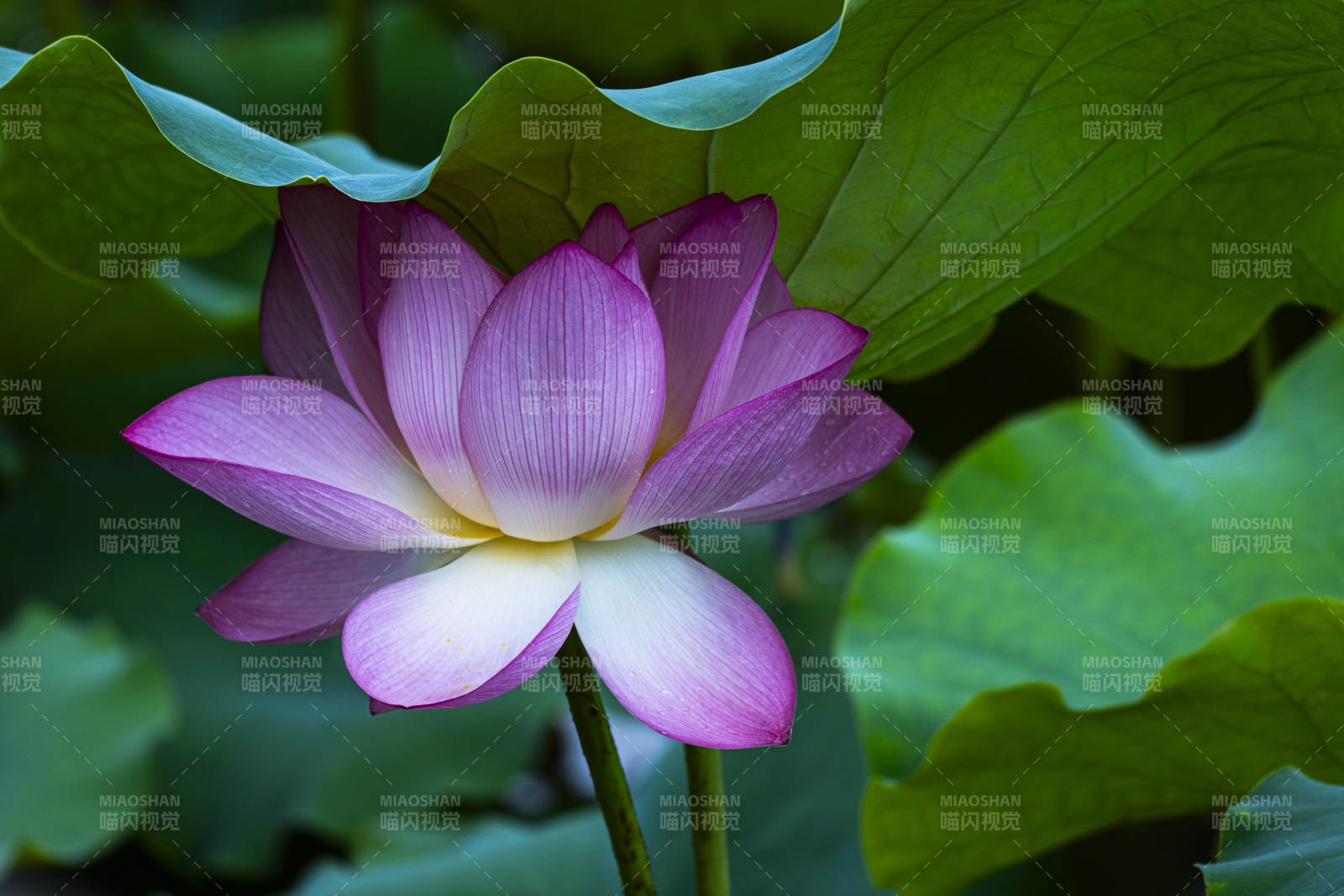 莲花绽放 绿叶相伴图片