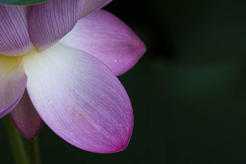 粉色莲花的优雅绽放图片