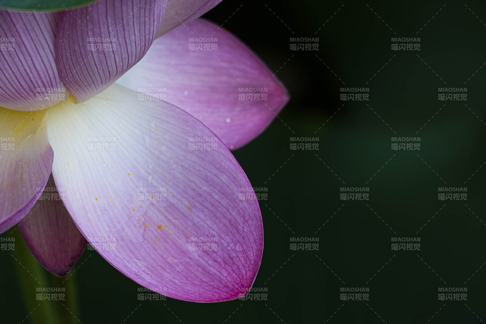 粉色莲花的优雅绽放图片