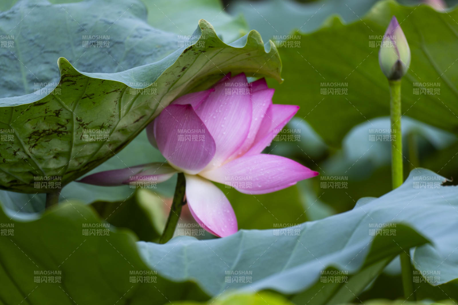 荷花绽放 绿叶相伴图片