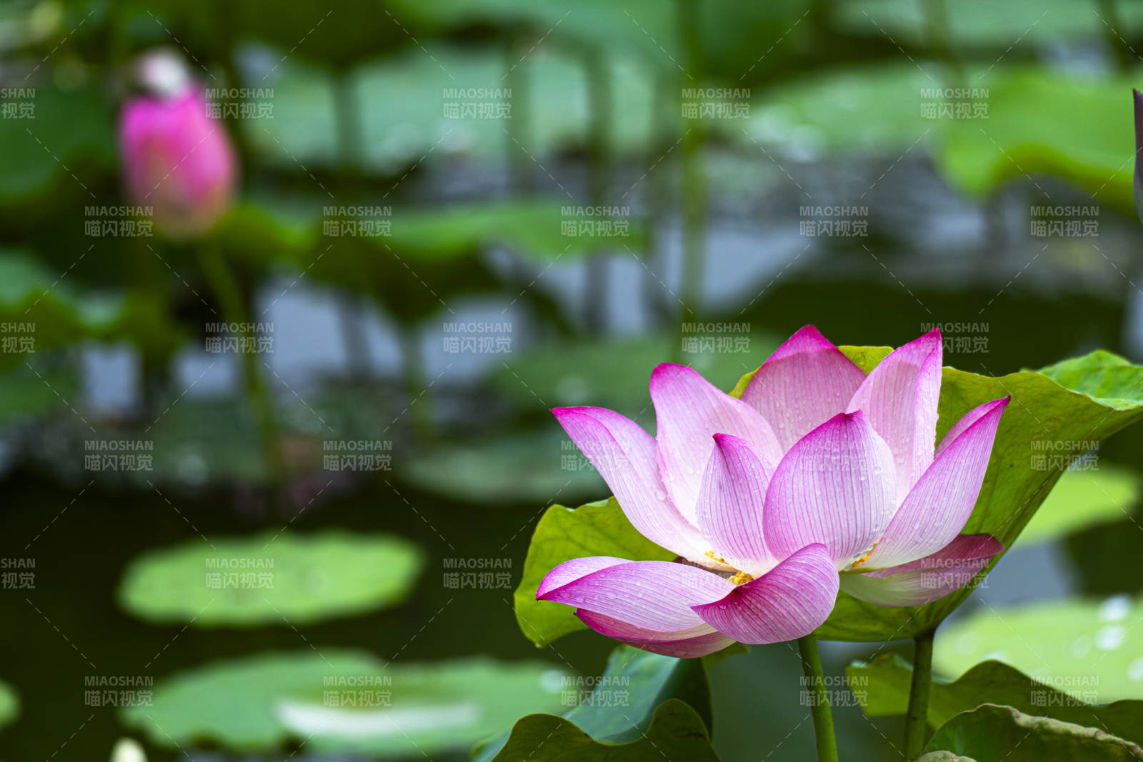 池塘中的莲花盛开图片